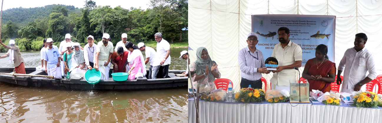 Ranching of conservation-prioritised catfishes in Kerala’s Chalakudy River