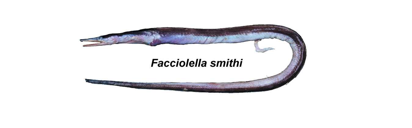 ICAR-NBFGR Discovered a New Deep-Sea Eel Species