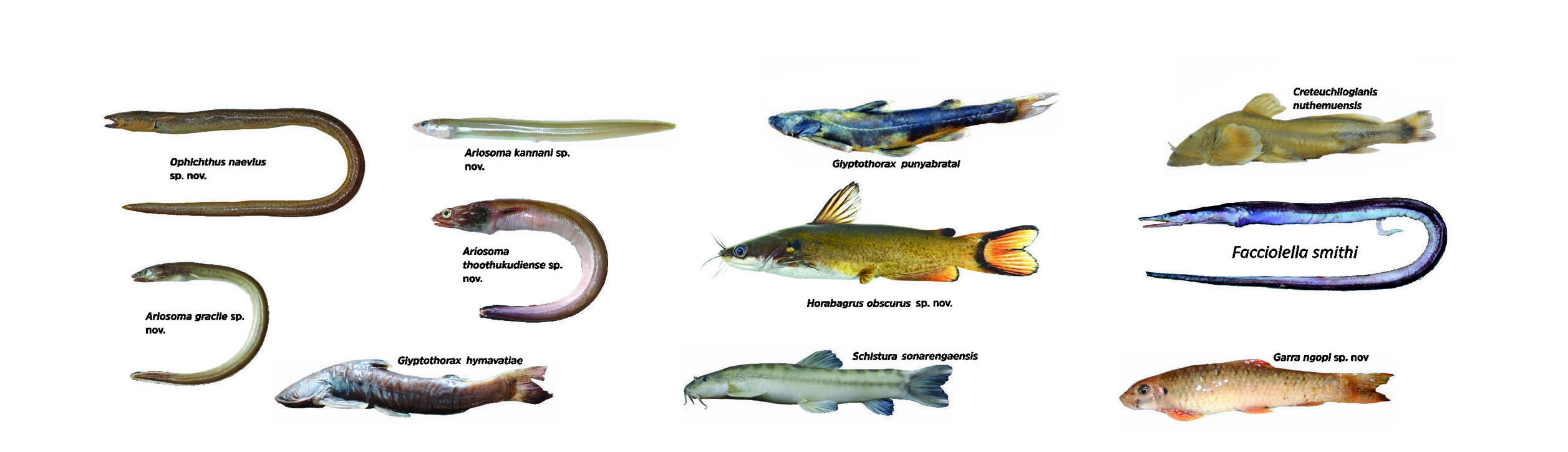 Species Discovered in 2024-25