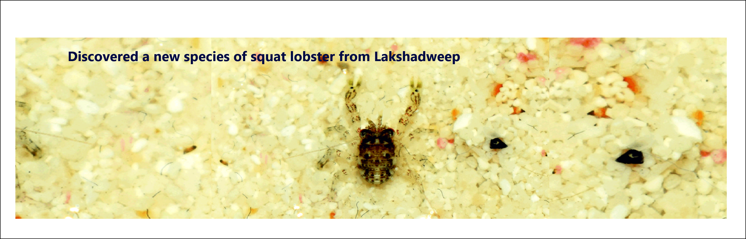 आईसीएआर-एनबीएफजीआर ने लक्षद्वीप से स्क्वाट लॉबस्टर की एक नई प्रजाति की खोज की